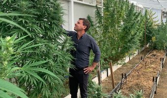 Patrick Gower On Weed